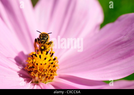 Hymenoptera of genus bee front view on the heart of pink cosmos flower Stock Photo
