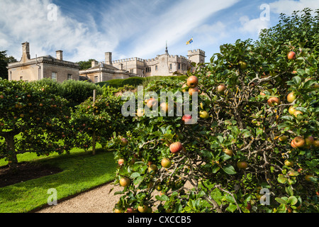 Ripened Apples growing on the espalier avenue of fruit trees within the walled garden of Rousham House in Oxfordshire, England Stock Photo