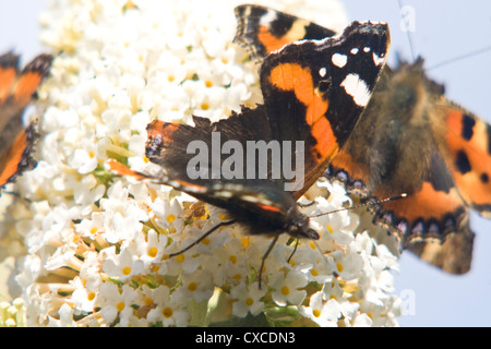Red Admiral & tortoiseshell butterflies on buddleia Stock Photo
