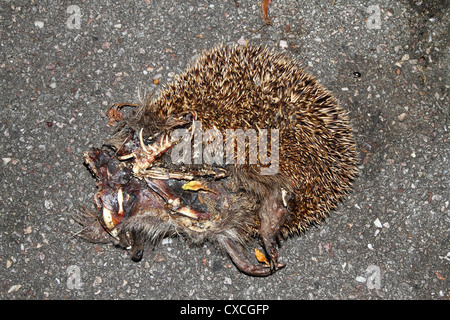 Dead European Hedgehog Erinaceus europaeus predated probably by a fox Stock Photo