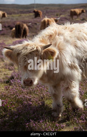 Peninsula of Applecross, Scotland. Picturesque close up view of a Highland Cow calve grazing on the Applecross Peninsula. Stock Photo