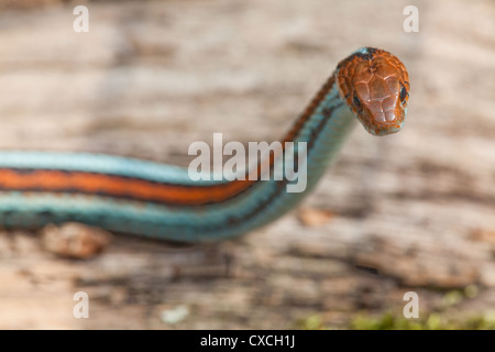 San Francisco Garter Snake (Thamnophis sirtalis tetrataenia). Rare; Endangered sub-species. Stock Photo