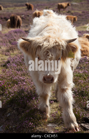 Peninsula of Applecross, Scotland. Picturesque close up view of a Highland Cow calve grazing on the Applecross Peninsula. Stock Photo