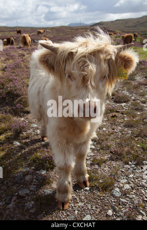 Peninsula of Applecross, Scotland. Picturesque close up view of a Highland Cow calve grazing on the Applecross Peninsula. Stock Photo