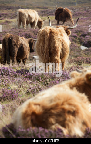 Peninsula of Applecross, Scotland. Picturesque close up view of a herd of Highland Cows grazing on the Applecross Peninsula. Stock Photo