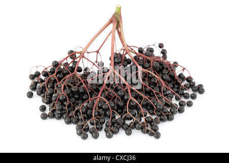 cluster elderberry (Sambucus nigra) on white background Stock Photo