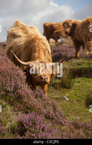 Peninsula of Applecross, Scotland. Picturesque close up view of a herd of Highland Cows grazing on the Applecross Peninsula. Stock Photo