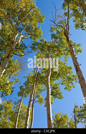 Aspen trees in the process of turning their fall colors Stock Photo