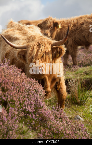 Peninsula of Applecross, Scotland. Picturesque close up view of a herd of Highland Cows grazing on the Applecross Peninsula. Stock Photo