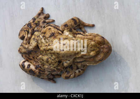 Common Toads (Bufo bufo). Pair in amplexus; female the larger animal beneath the male. Stock Photo