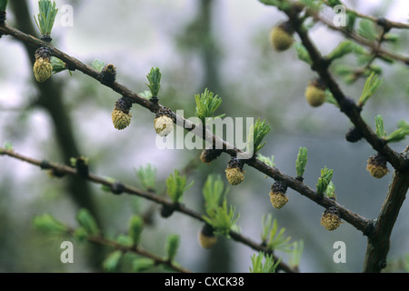 Dahurian Larch Larix gmelinii (Pinaceae) Stock Photo