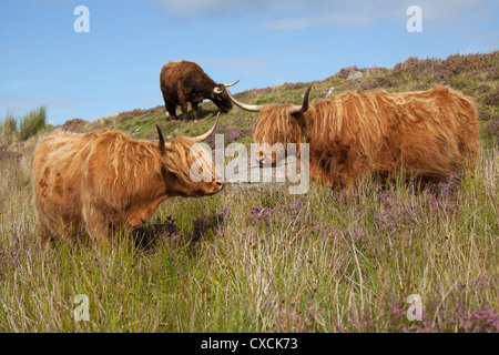 Peninsula of Applecross, Scotland. Picturesque close up view of a herd of Highland Cows grazing on the Applecross Peninsula. Stock Photo