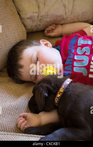 10 week old chocolate Labrador puppy asleep with a 1.5 year old baby boy Stock Photo