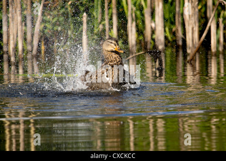 Female Mallard Duck splashing about in a pond Stock Photo