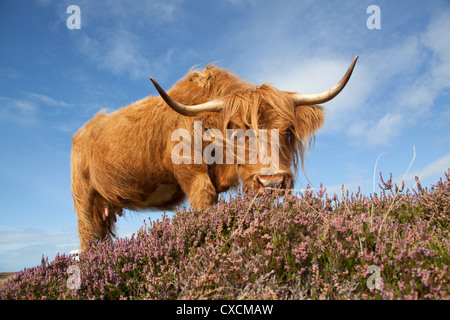 Peninsula of Applecross, Scotland. Picturesque low angled view of a Highland Cow grazing amongst the purple heather. Stock Photo