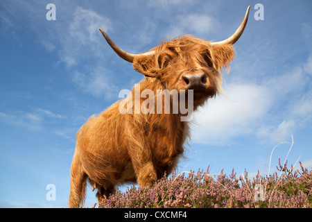 Peninsula of Applecross, Scotland. Picturesque low angled view of a Highland Cow grazing amongst the purple heather. Stock Photo