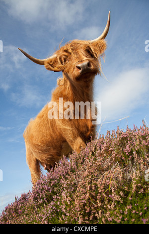 Peninsula of Applecross, Scotland. Picturesque low angled view of a Highland Cow grazing amongst the purple heather. Stock Photo