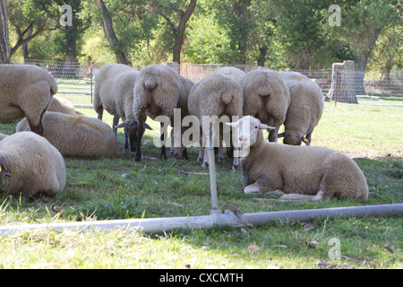 Sheep in a pasture. Stock Photo