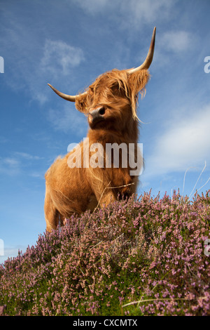 Peninsula of Applecross, Scotland. Picturesque low angled view of a Highland Cow grazing amongst the purple heather. Stock Photo