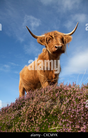 Peninsula of Applecross, Scotland. Picturesque low angled view of a Highland Cow grazing amongst the purple heather. Stock Photo