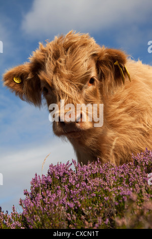 Peninsula of Applecross, Scotland. Picturesque low angled view of a Highland Cow calve grazing amongst the purple heather. Stock Photo