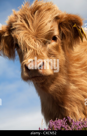 Peninsula of Applecross, Scotland. Picturesque low angled view of a Highland Cow calve grazing amongst the purple heather. Stock Photo