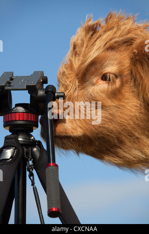 Peninsula of Applecross, Scotland. Picturesque view of a Highland Cow calve being curious about a photographers tripod. Stock Photo