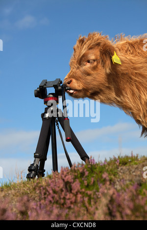 Peninsula of Applecross, Scotland. Picturesque view of a Highland Cow calve being curious about a photographers tripod. Stock Photo