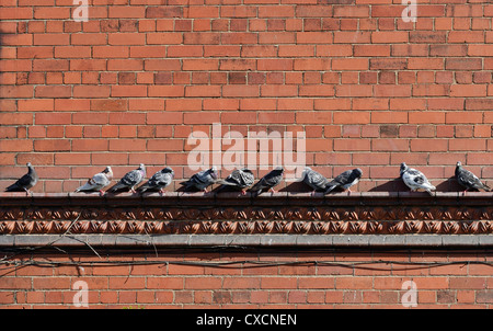 Pigeons on the ledge of a wall Stock Photo