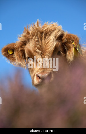 Peninsula of Applecross, Scotland. Picturesque low angled view of a Highland Cow calve grazing amongst the purple heather. Stock Photo