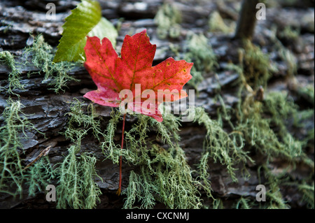 Spanish Moss on log with a big-tooth maple leaf. Stock Photo