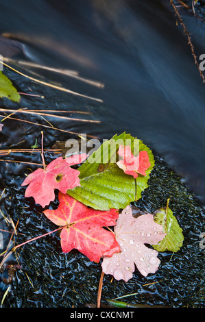 Utah Serviceberry & Big-Tooth Maple leaves. Workman Creek Area. Arizona. Stock Photo