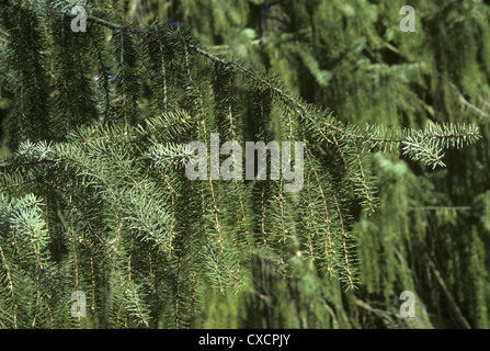 Brewer’s (Weeping) Spruce Picea breweriana (Pinaceae) Stock Photo