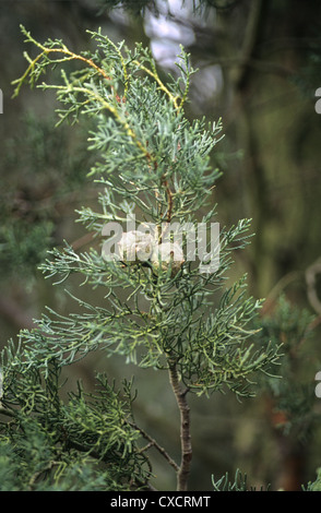 Smooth Arizona Cypress Cupressus glabra (Cupressaceae) Stock Photo