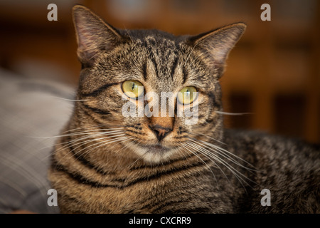 A portrait of a handsome male tiger striped gray brown and black adult cat with amber colored eyes staring into the distance. Stock Photo