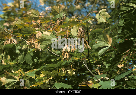 Norway Maple Acer platanoides Aceraceae Stock Photo