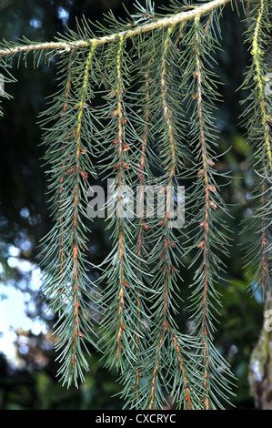 Brewer’s (Weeping) Spruce Picea breweriana (Pinaceae) Stock Photo