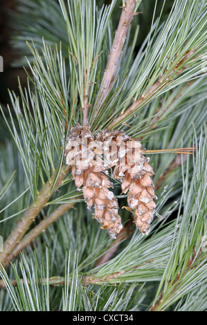 Weymouth Pine Pinus strobus (Pinaceae) Stock Photo