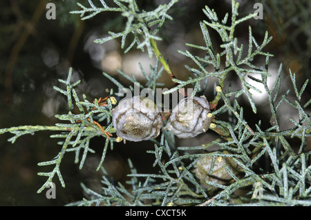 Smooth Arizona Cypress Cupressus glabra (Cupressaceae) Stock Photo