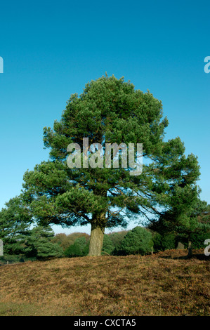 Pinus Sylvestris Rhs Scots pine (Pinus sylvestris) is an evergreen tree native to north and ...