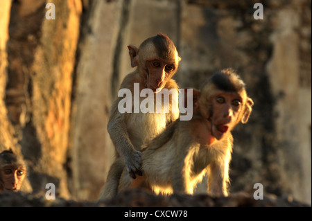 juvenile monkeys playing , Lopburi Monkey Festival in Lop Buri, central thailand Stock Photo