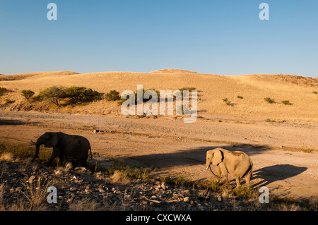 Desert elephant (Loxodonta africana), Skeleton Coast National Park, Namibia, Africa Stock Photo