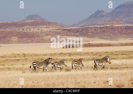 Hartmann's mountain zebra (Equus zebra hartmannae), Palmwag Concession, Damaraland, Namibia, Africa Stock Photo