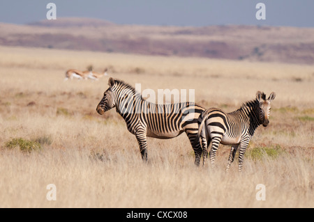 Hartmann's mountain zebra (Equus zebra hartmannae), Palmwag Concession, Damaraland, Namibia, Africa Stock Photo