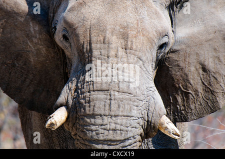African elephant (Loxodonta africana), Etosha National Park, Namibia, Africa