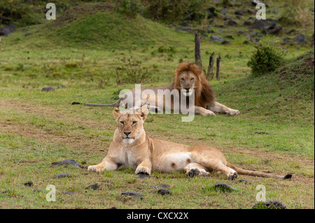 Lion (Panthera leo), Masai Mara, Kenya, East Africa, Africa Stock Photo