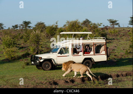 Lion (Panthera leo) and safari vehicle, Masai Mara, Kenya, East Africa, Africa