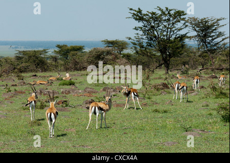 Thompson's gazelle (Gazella thomsoni), Masai Mara, Kenya, East Africa, Africa