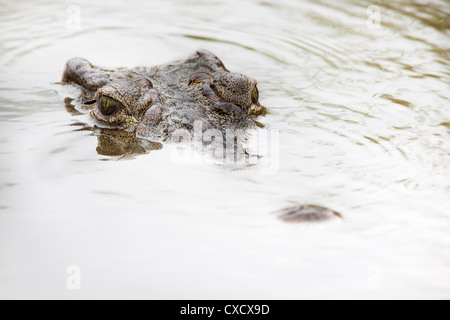 Nile crocodile (Crocodylus niloticus), Kruger National Park, South Africa, Africa Stock Photo