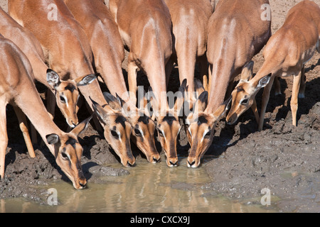 Impala (Aepyceros melampus), females at waterhole, Mkhuze Game Reserve, South Africa, Africa Stock Photo